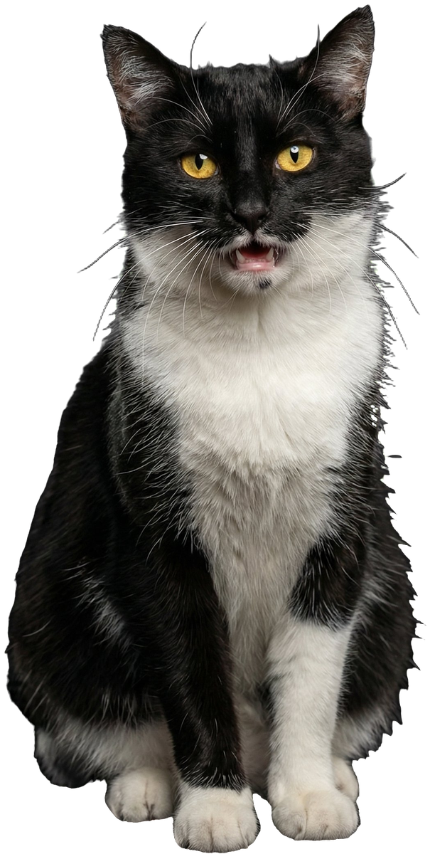 Luna, Julians schwarz-weiße Katze, sitzt da und miaut
